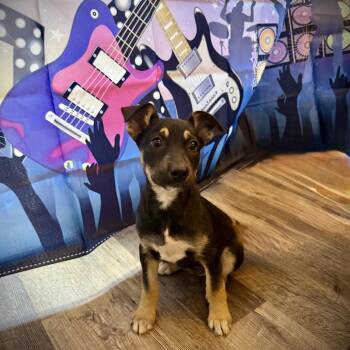 Shepherd and Husky Dogs Available for Adoption - Iron Maiden | PetCurious