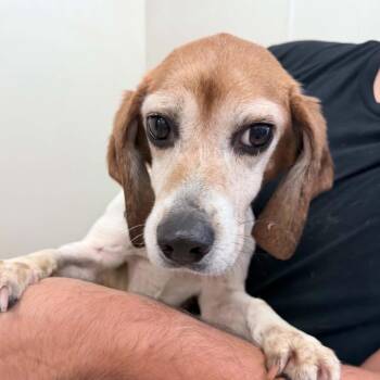 Beagle Dogs Available for Adoption in Chino Hills, California - Toto - Chino Hills Location | PetCurious