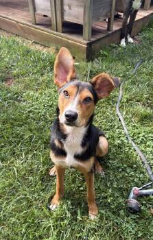 Tippy -  Terrier Dog for Adoption in Candler, North Carolina - Tippy | PetCurious