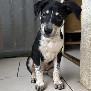Under The Sea Litter: Sea Horse -  Australian Cattle Dog Blue Heeler and Border Collie Dog for Adoption in Keaau, Hawaii - Under The Sea Litter: Sea Horse | PetCurious