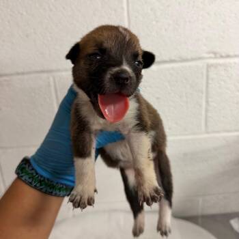 Ginger -  Shepherd Dog for Adoption in Edinburg, Texas - Ginger | PetCurious