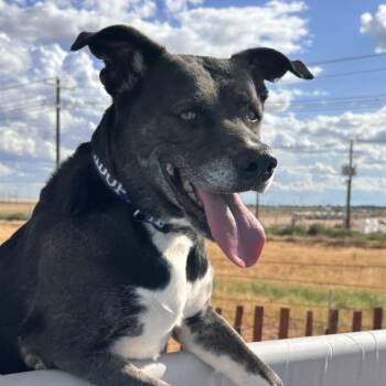 FWT Birdie (Brazil, Betty) -  Black Labrador Retriever Dog for Adoption in Midland, Texas - FWT Birdie (Brazil, Betty) | PetCurious