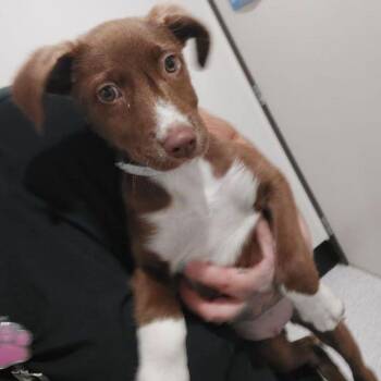 Mary puppins -  Labrador Retriever and Mixed Breed Dog for Adoption in Lake Havasu City, Arizona - Mary Puppins | PetCurious