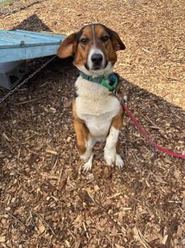 Australian Shepherd and Beagle Dogs Available for Adoption in Leesburg, Virginia - ROCKY | PetCurious