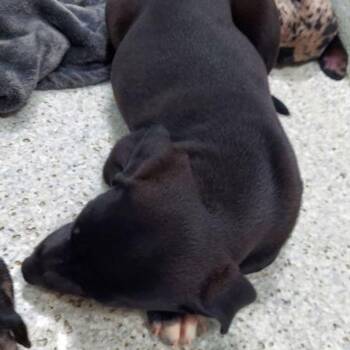 Ruger -  Catahoula Leopard Dog Dog for Adoption in Lake Havasu City, Arizona - Ruger | PetCurious