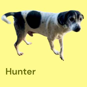 Rescue Labrador Retriever and Hound Dogs for Adoption in Chuckey, Tennessee - Hunter - SC (Sweet Adult - Good With KIDS & FEMALE DOGS) | PetCurious