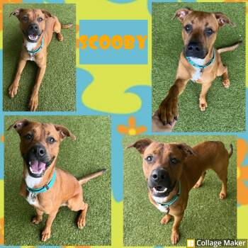 Scooby -  Terrier Dog for Adoption in Clearfield, Pennsylvania - Scooby | PetCurious