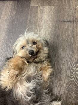 Mrs. Cooper -  Yorkshire Terrier Dog for Adoption in Victorville, California - Mrs. Cooper | PetCurious