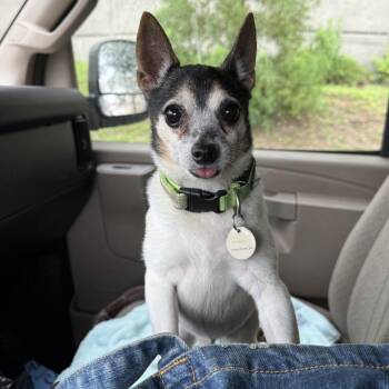 PeppaJack -  Chihuahua Dog for Adoption in Newark, New Jersey - PeppaJack | PetCurious