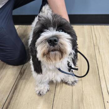 Chester -  Shih Tzu Dog for Adoption in Newark, New Jersey - Chester | PetCurious
