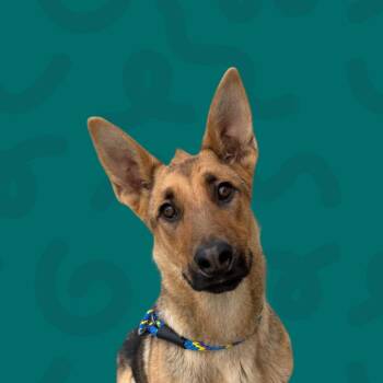 German Shepherd Dog Dogs Available for Adoption - Toast | PetCurious