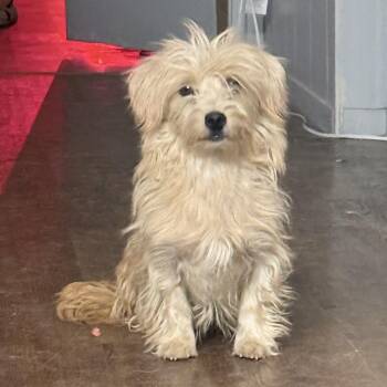 Ms. Sweetie Pie Spring -  Yorkshire Terrier and Havanese Dog for Adoption in Ridgefield, Washington - Ms. Sweetie Pie Spring | PetCurious