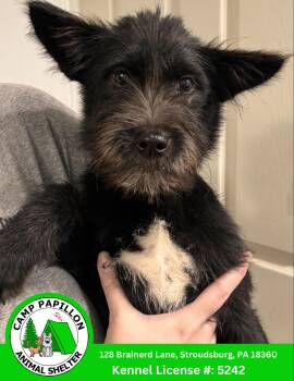 Michelangelo -  Mixed Breed Dog for Adoption in Stroudsburg, Pennsylvania - Michelangelo | PetCurious