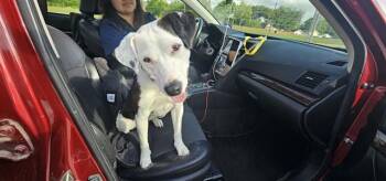 Pit Bull Terrier and Labrador Retriever Dogs Available for Adoption - BLUME | PetCurious