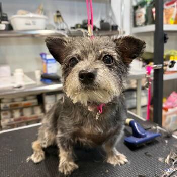 Suzie -  Mixed Breed Dog for Adoption in West Chester, Pennsylvania - Suzie | PetCurious
