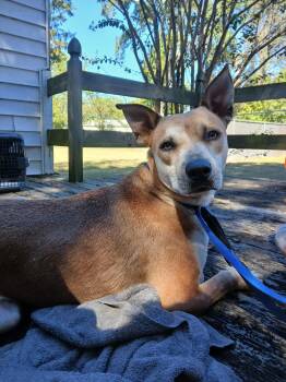 Rescue Shepherd and Labrador Retriever Dogs for Adoption in Fosters, Alabama - DIESEL | PetCurious