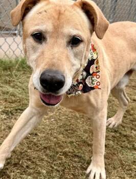 Rescue Labrador Retriever and Mixed Breed Dogs for Adoption in Balch Springs, Texas - Otto | PetCurious