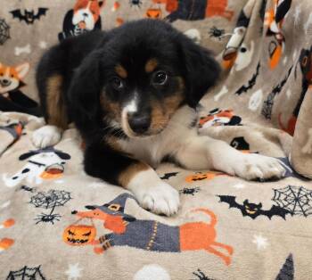Fig -  Australian Shepherd and Mixed Breed Dog for Adoption in Murphysboro, Illinois - Fig | PetCurious