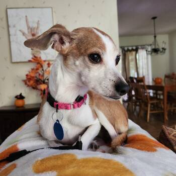 Ridge -  Chihuahua and Italian Greyhound Dog for Adoption - Ridge | PetCurious
