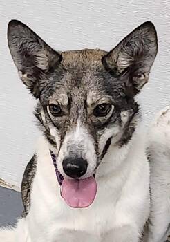 Rescue Labrador Retriever and Husky Dogs for Adoption in Toronto, Ontario - Shelby | PetCurious