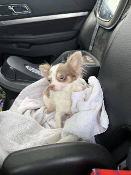 Chihuahua Dogs Available for Adoption in Grafton, Wisconsin - Dori | PetCurious