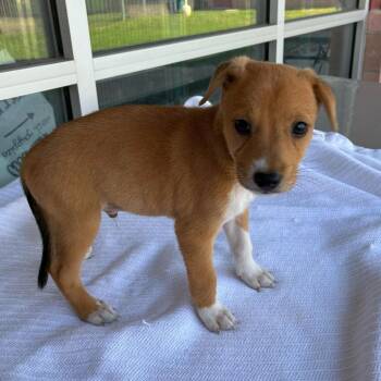Ricky Bobby -  Terrier and Mixed Breed Dog for Adoption in San Antonio, Texas - Ricky Bobby | PetCurious