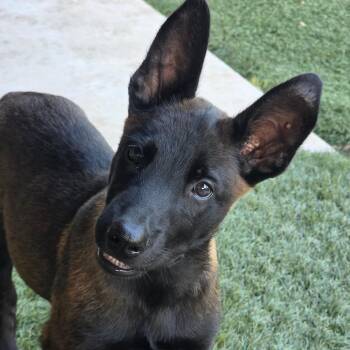 Warrant DD -  Belgian Shepherd Malinois Dog for Adoption in Austin, Texas - Warrant DD | PetCurious
