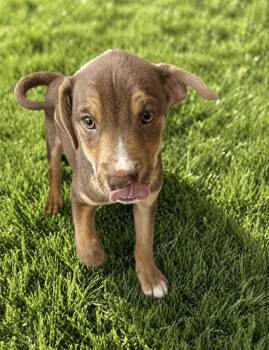 Chihuahua Dogs Available for Adoption in Elizabethtown, Pennsylvania - Aarp | PetCurious