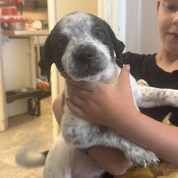 Mochas pups -  American Staffordshire Terrier and Border Collie Dog for Adoption in Hiawatha, Kansas - Mochas Pups | PetCurious