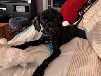 Polo - in foster! -  Mixed Breed Dog for Adoption in Fairfax, Virginia - Polo - In Foster! | PetCurious