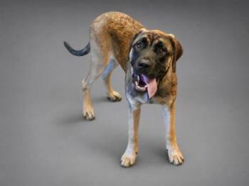 Little bit~SPONSORED! -  Mastiff and Mixed Breed Dog for Adoption in Bowling Green, Kentucky - Little Bit~SPONSORED! | PetCurious