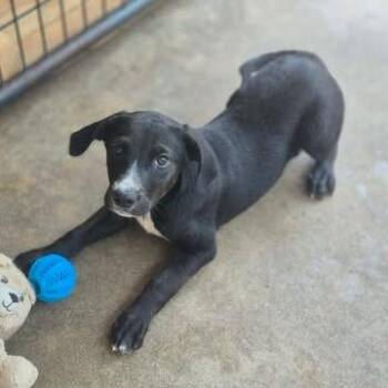 Gust -  Beagle and Mixed Breed Dog for Adoption in Dover, Arkansas - Gust | PetCurious