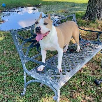 Rescue Mixed Breed Dogs for Adoption in Myrtle Beach, South Carolina - Annabella | PetCurious