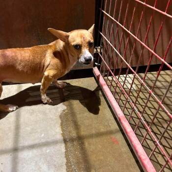 Myrtle -  Terrier Dog for Adoption in Madill, Oklahoma - Myrtle | PetCurious