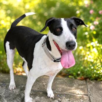 Charity -  Labrador Retriever and Bull Terrier Dog for Adoption in San Antonio, Texas - Charity | PetCurious