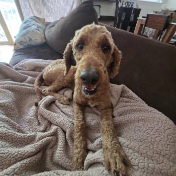 June -  Goldendoodle and Bernadoodle Dog for Adoption in New York, New York - June | PetCurious