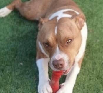 Rescue Pit Bull Terrier Dogs for Adoption in Las Vegas, Nevada - DAMIAN | PetCurious