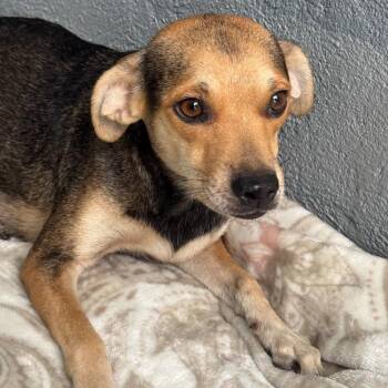 Phoenix -  Rat Terrier and Beagle Dog for Adoption in San Diego, California - Phoenix | PetCurious