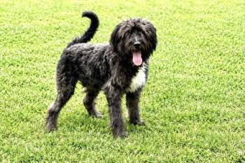 Brody -  Poodle Dog for Adoption in Maryville, Tennessee - Brody | PetCurious