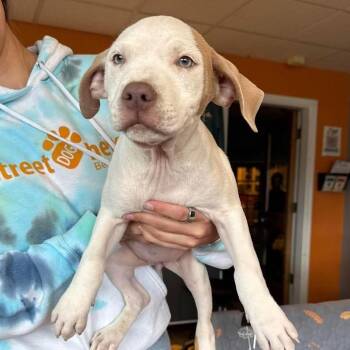 Gala(Female) -  Mixed Breed and None Dog for Adoption in Bend, Oregon - Gala(Female) | PetCurious