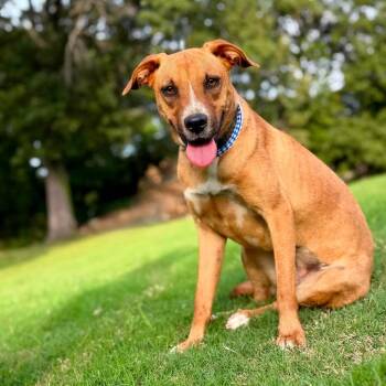 Rose -  Mixed Breed Dog for Adoption in Northwood, New Hampshire - Rose | PetCurious
