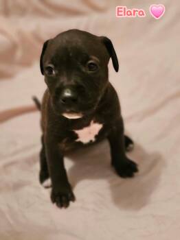 American Staffordshire Terrier Dogs Available for Adoption in Holly Springs, North Carolina - Elara - Stormie Litter | PetCurious