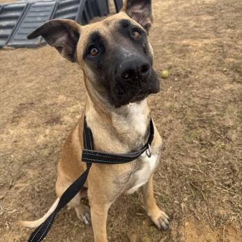 German Shepherd Dog and American Bulldog Dogs Available for Adoption - Katarina | PetCurious
