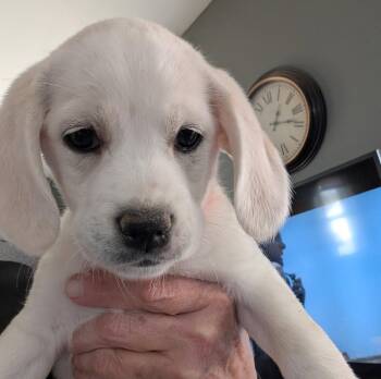 Beagle and Great Pyrenees Dogs Available for Adoption in Brooklyn Center, Minnesota - Skipper | PetCurious