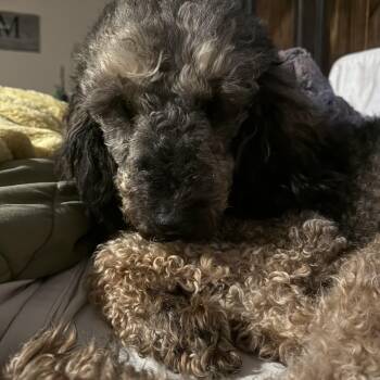 Poodle Dogs Available for Adoption in Walker, Louisiana - Lady Chanel | PetCurious