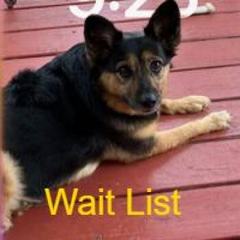 Lady -  German Shepherd Dog and Australian Shepherd Dog for Adoption in Livingston, Texas - Lady | PetCurious