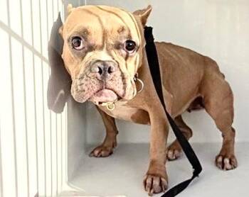 A658196 -  French Bulldog and American Bulldog Dog for Adoption in Houston, Texas - A658196 | PetCurious