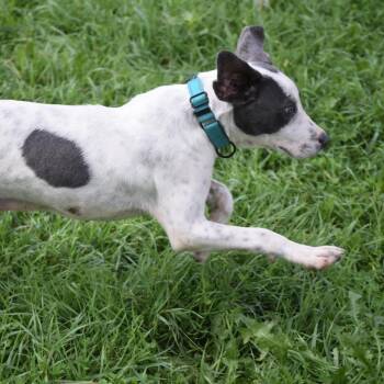 Astro -  Great Dane Dog for Adoption in Albert Lea, Minnesota - Astro | PetCurious