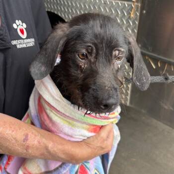 Mopsy -  Poodle and Labrador Retriever Dog for Adoption in Birmingham, Alabama - Mopsy | PetCurious