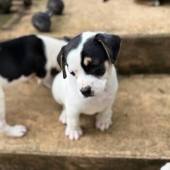 Aspen -  Labrador Retriever Dog for Adoption in Raleigh, North Carolina - Aspen | PetCurious